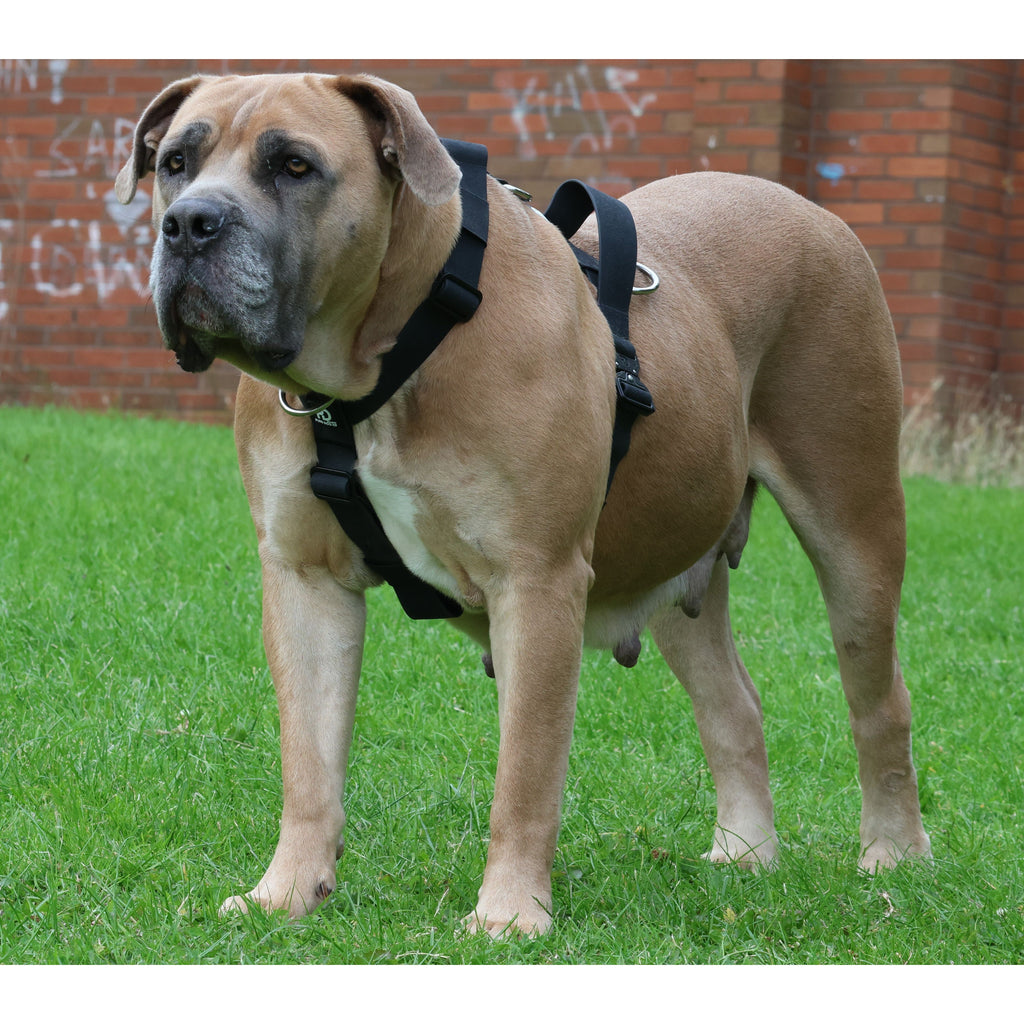Waterproof Harness Dog harness Small Small Medium Large