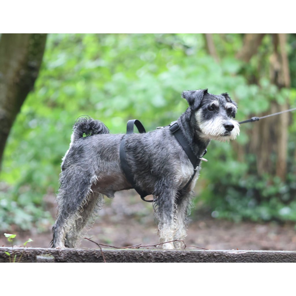 Mini Waterproof Harness Dog harness Small Small Medium