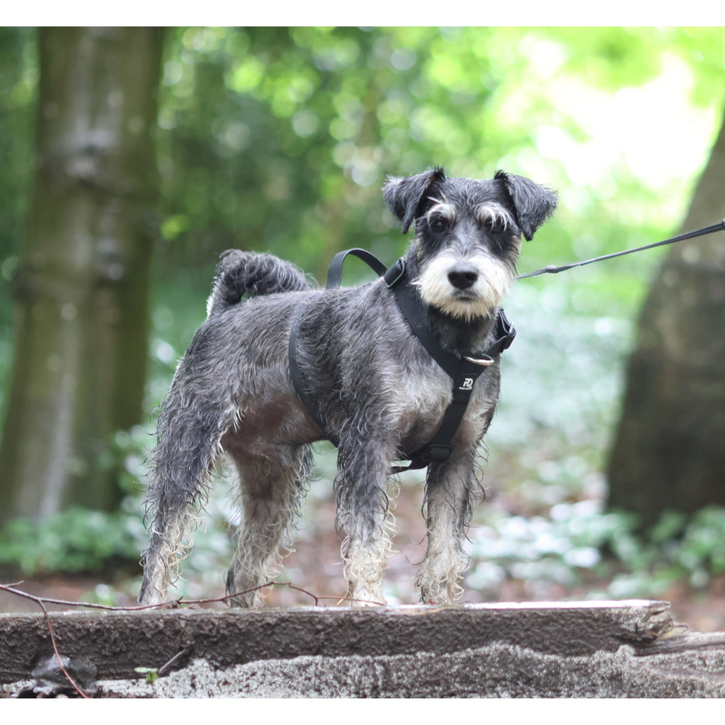 Mini Waterproof Harness Dog harness Small Small Medium
