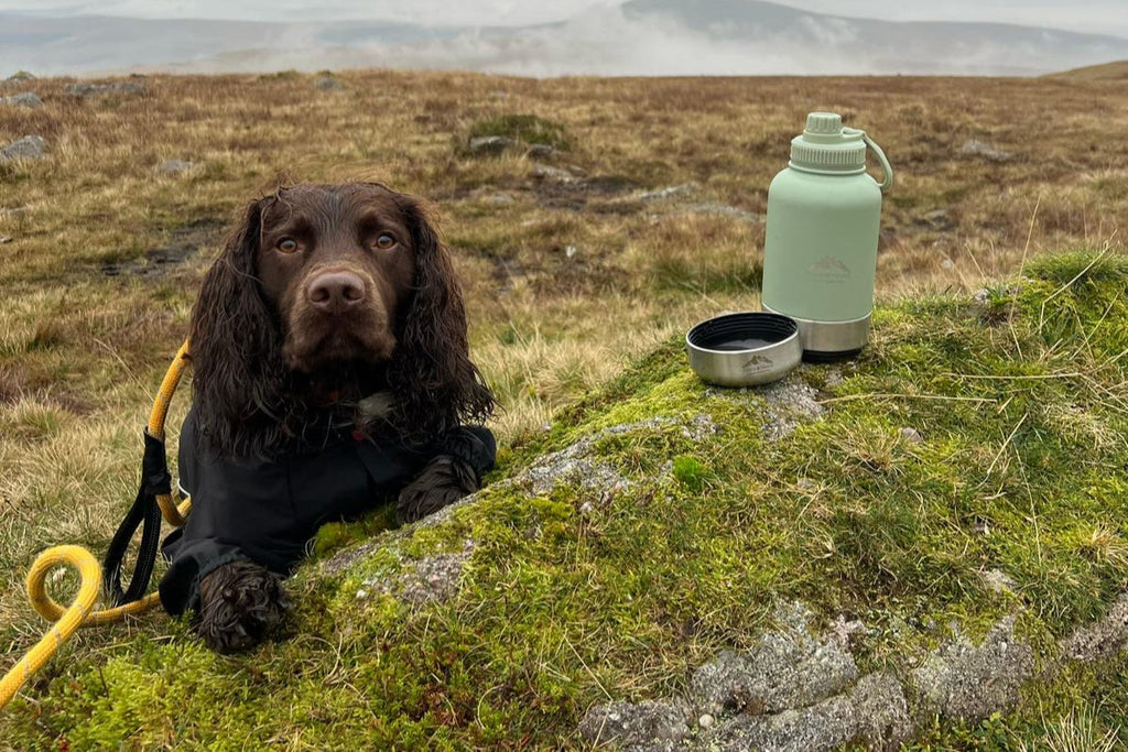 Fido's Trails 3-in-1 Water Bottle with Detachable Bowls – For Dogs & Owners, 1 Litre Sage Sage Sage