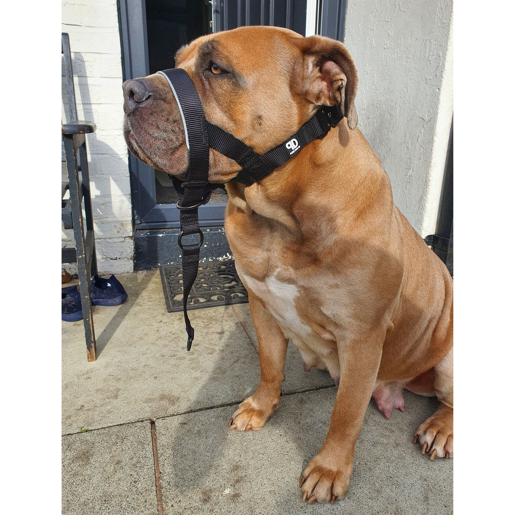 2.5cm Head Collars Dog Supplies Small Small Medium Large XL