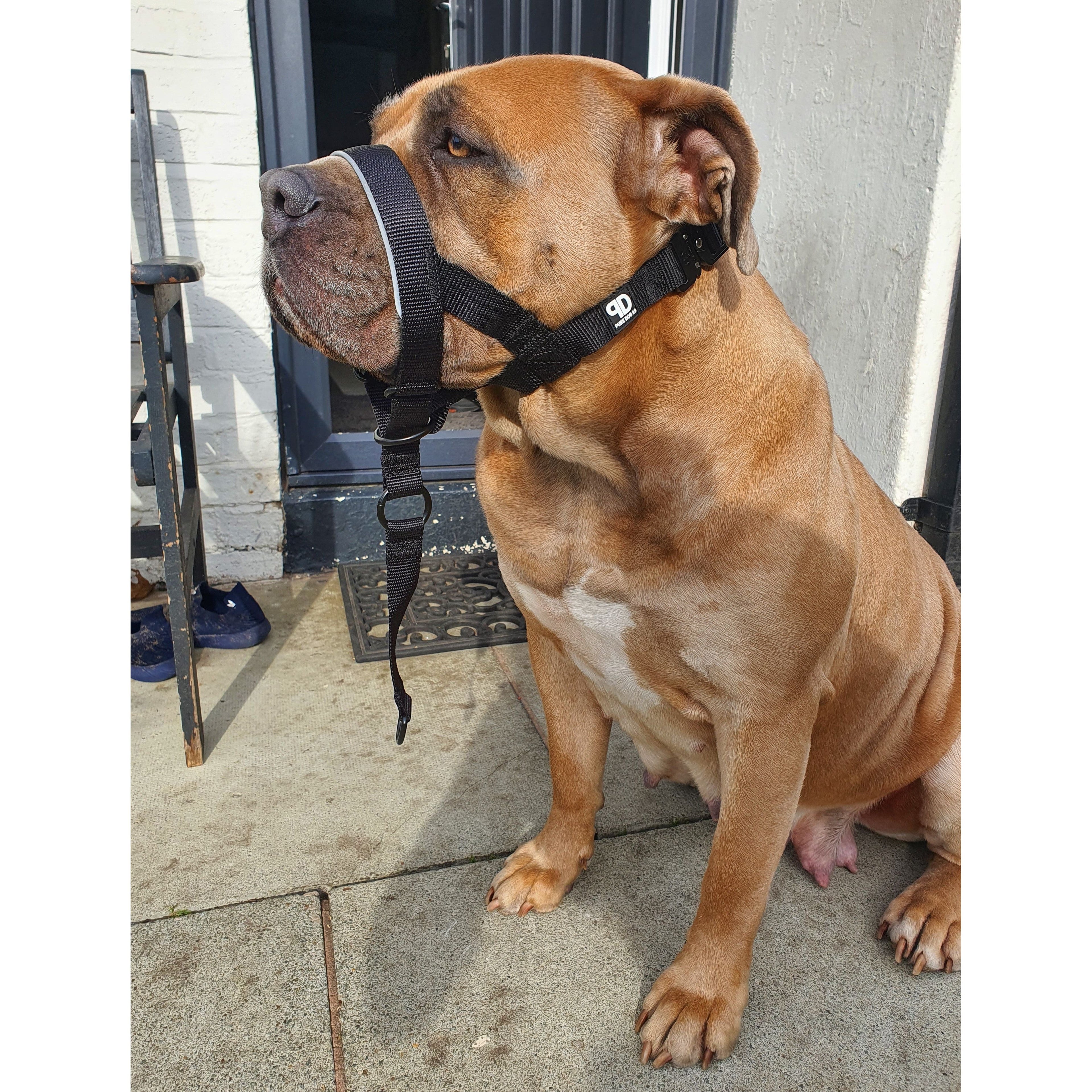 2.5cm Head Collars Dog Supplies Small Small Medium Large XL