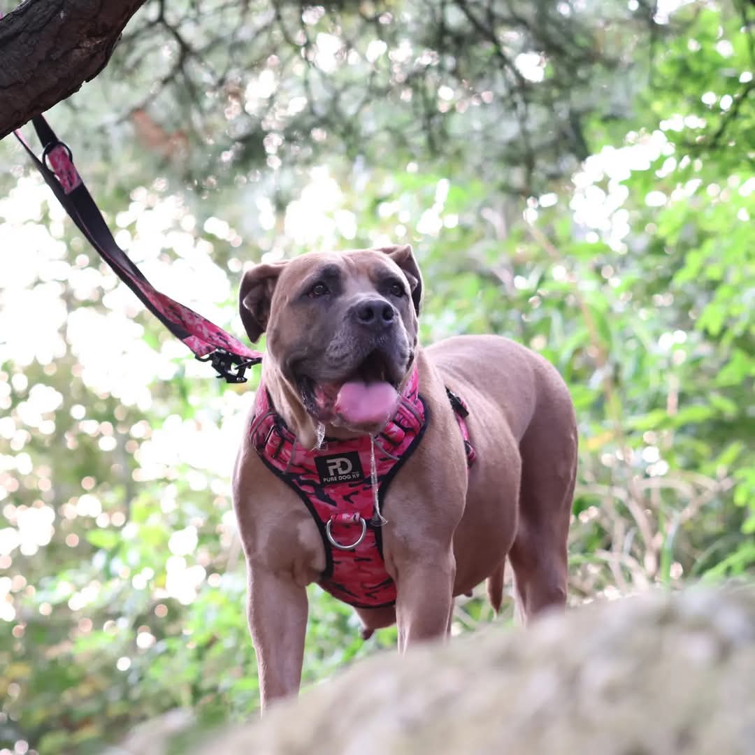 Comfort Harness Pink Camo Dog harness Small Small Medium Large XL