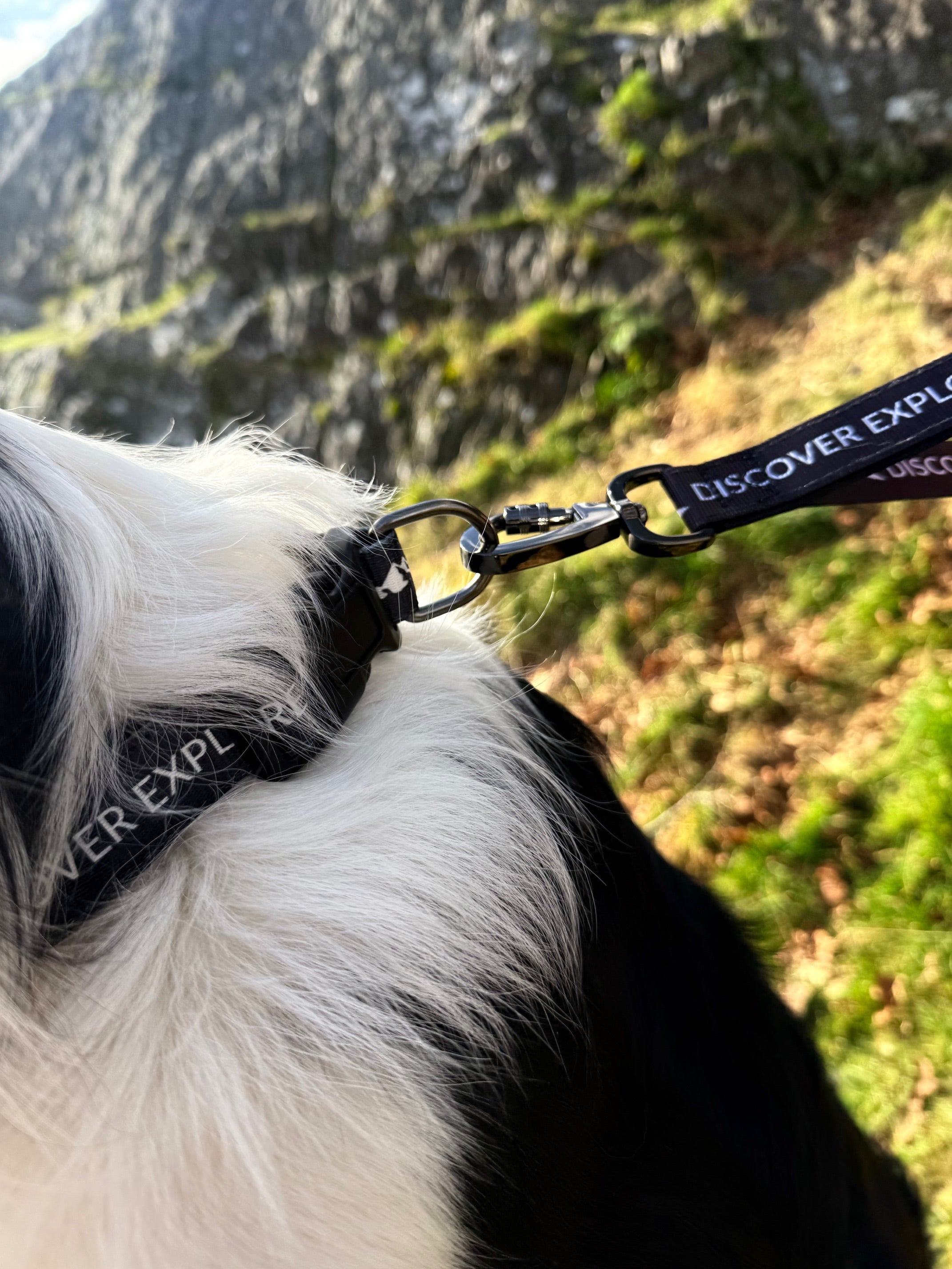 Fido's Signature Collar Dog Collar Small Small Medium Large