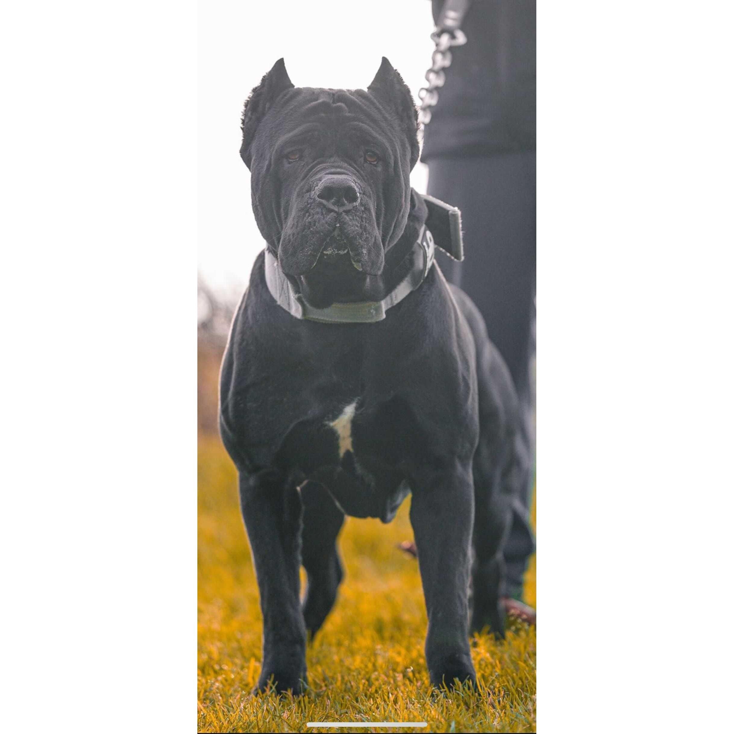7cm Sport Collar Grey Dog Collar Medium Medium Large XL
