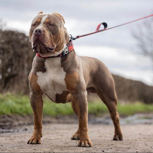 5cm Sport Collar Red Camo Pet Collars & Harnesses Medium Medium Large