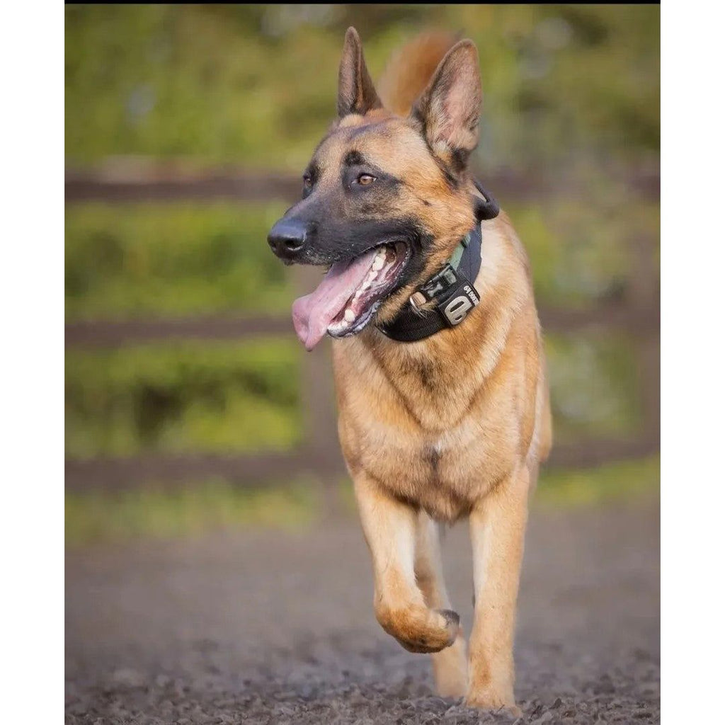7cm Sport Collar Black Pet Collars & Harnesses Medium Nylon Medium / Nylon Large / Nylon XL / Nylon