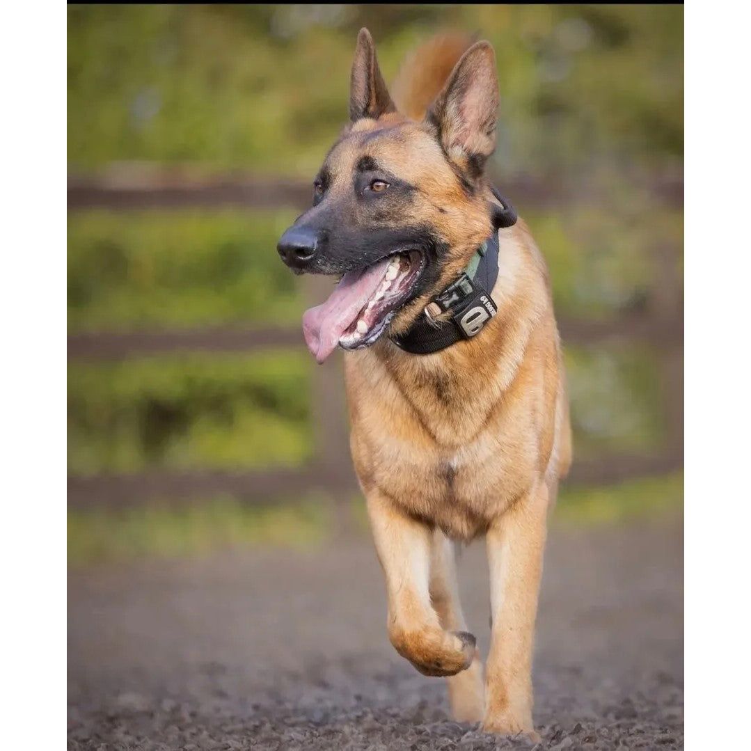 7cm Sport Collar Black Pet Collars & Harnesses Medium Nylon Medium / Nylon Large / Nylon XL / Nylon