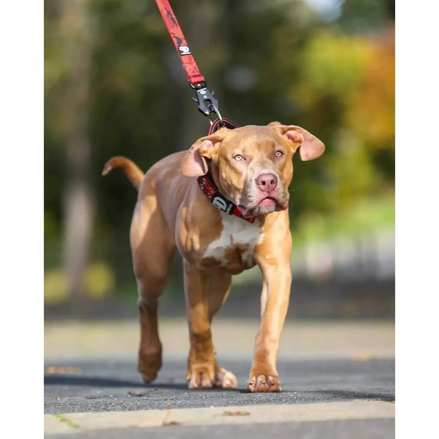 5cm Sport Collar Red Camo Pet Collars & Harnesses Medium Medium Large
