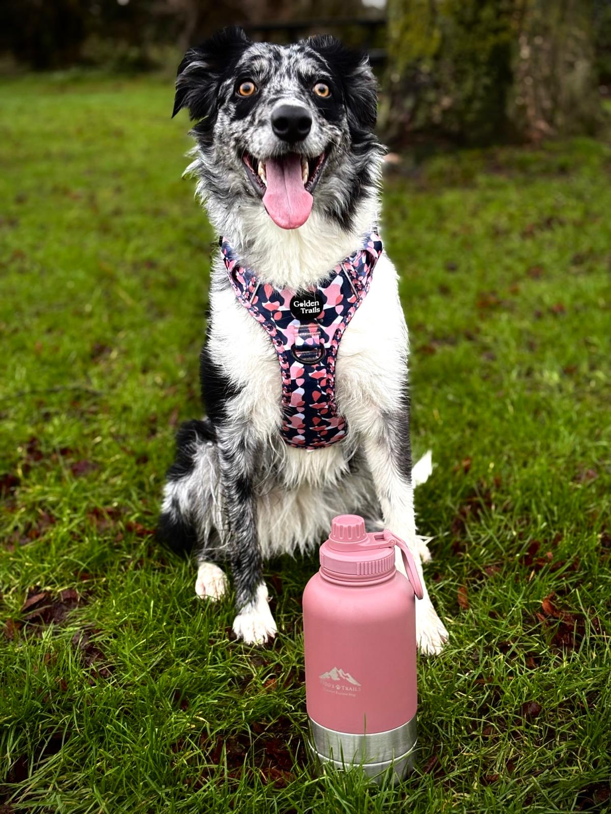 Fido's Trails 3-in-1 Water Bottle with Detachable Bowls – For Dogs & Owners, 1 Litre Rosewood Rosewood Rosewood